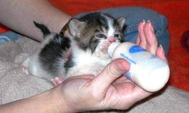 Как выходить новорожденных котят: советы ветврача