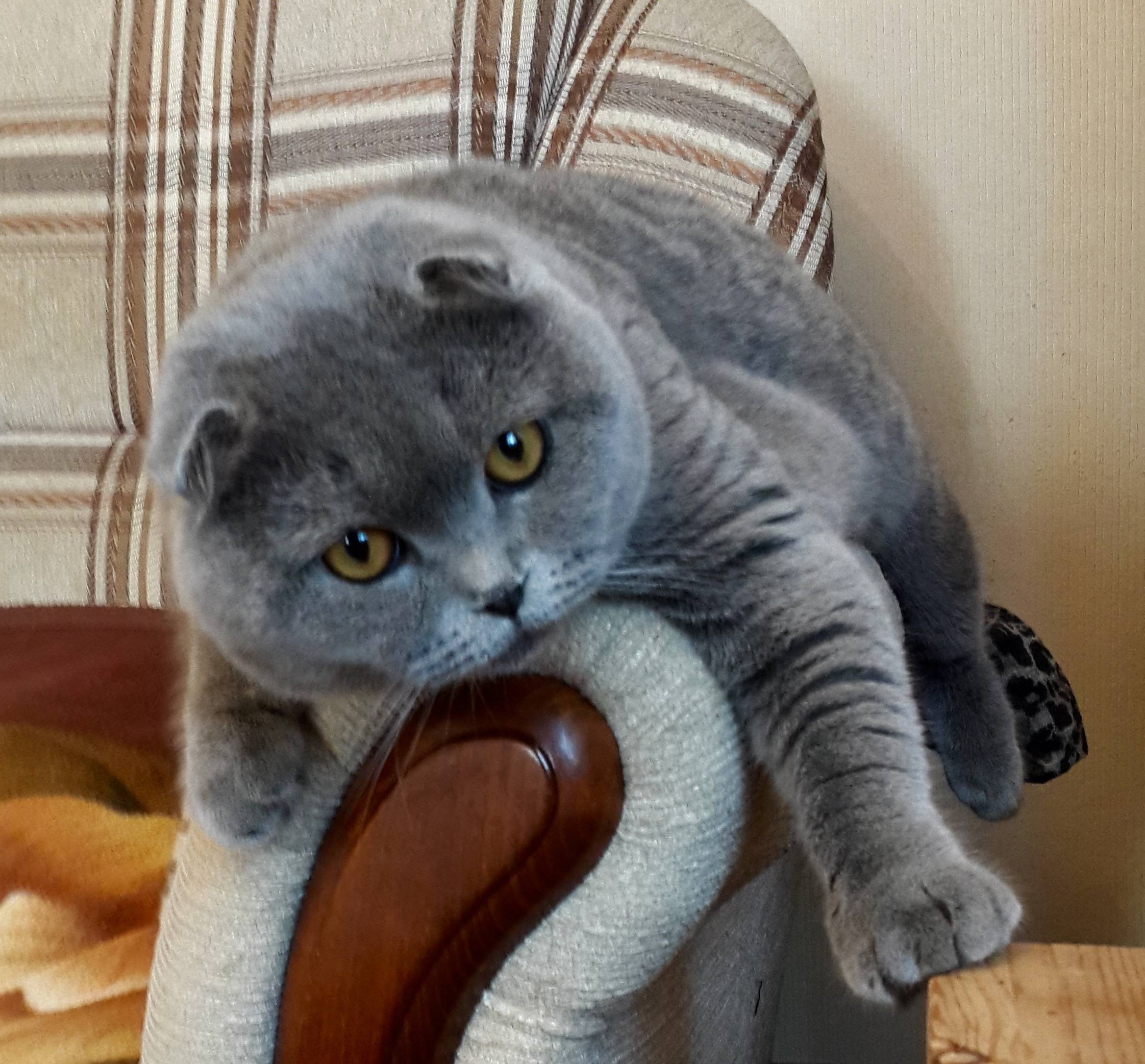 Шотландская вислоухая кошка – уход и кормление в домашних условиях