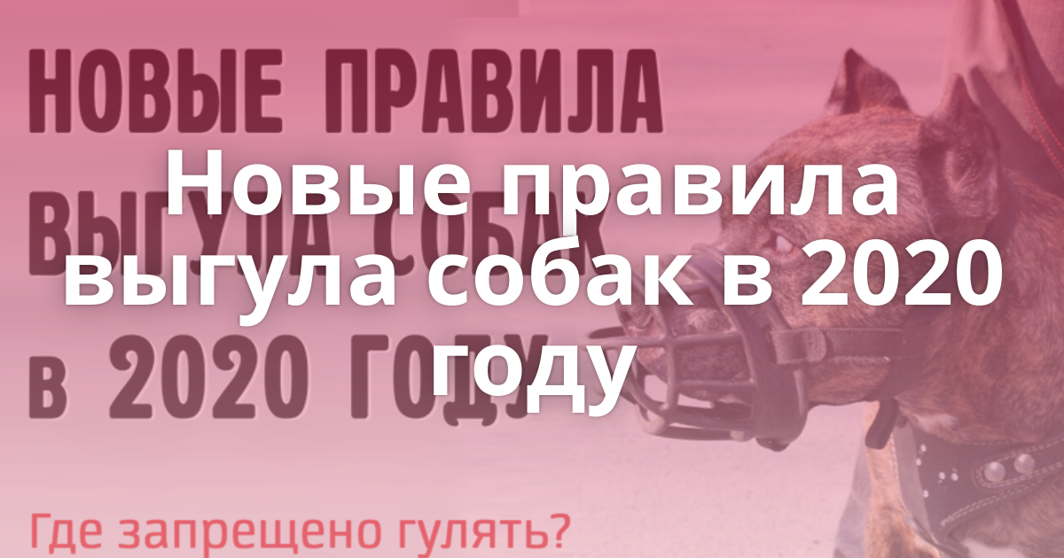 Закон и правила выгула собак в россии: где можно гулять, а также о намордниках, поводках и ответственности за их отсутствие