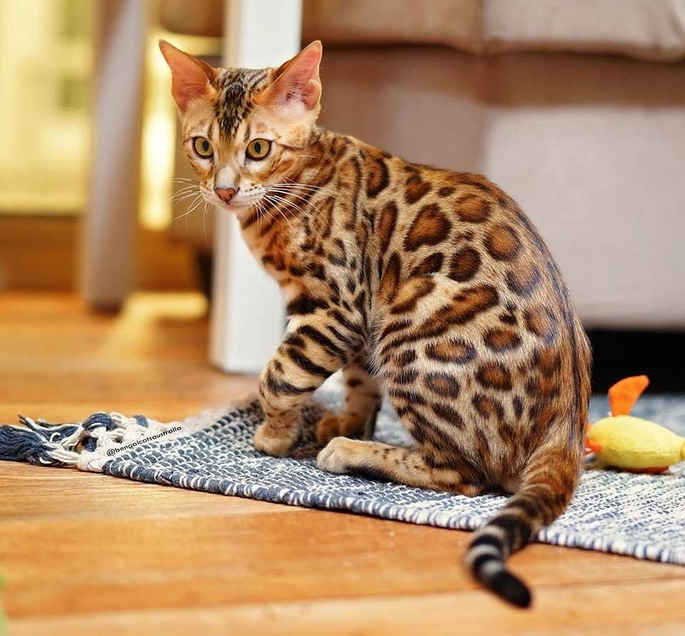 Породы кошек с леопардовой окраской- какая похожа на леопарда- обзор +видео