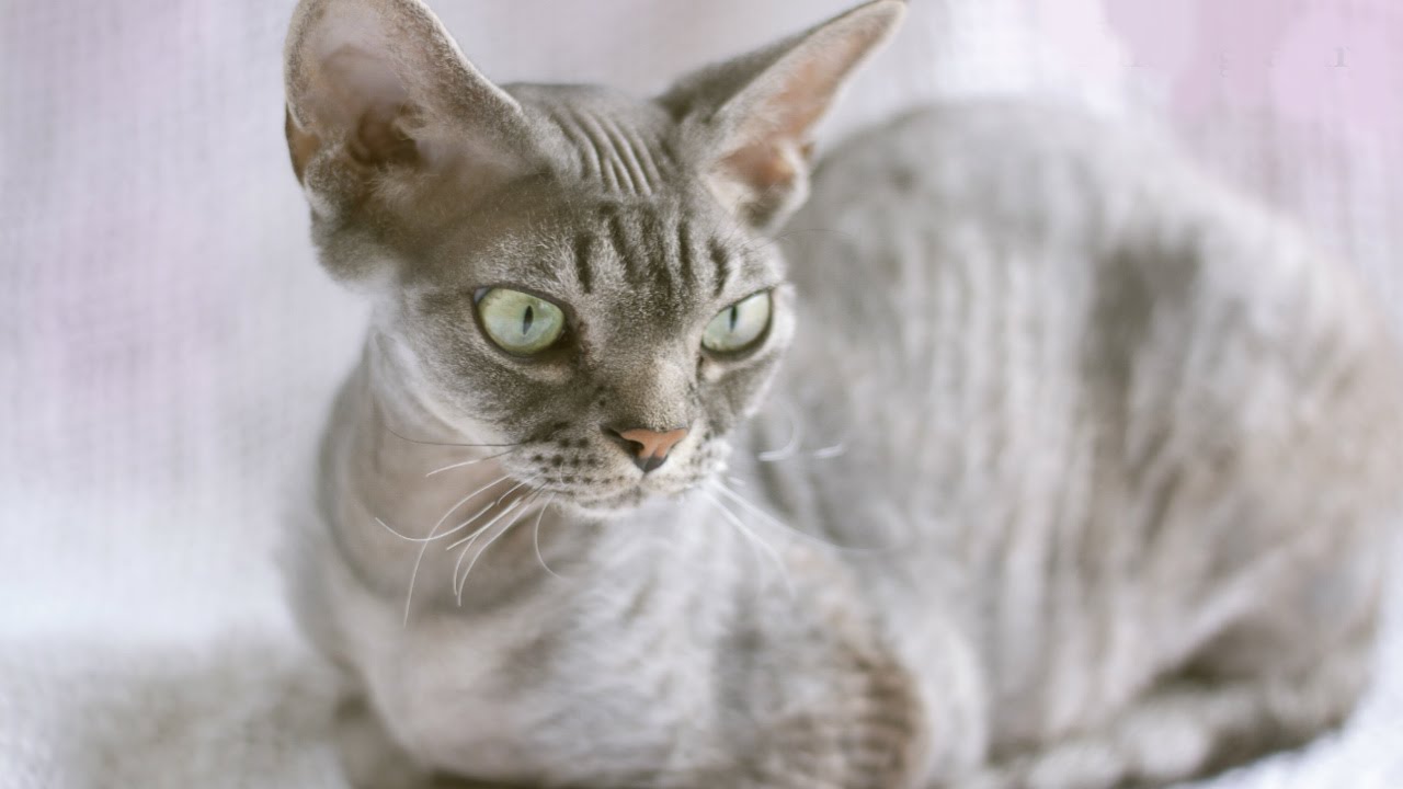 Гипоаллергенные породы кошек. описание, названия, виды и фото гипоаллергенных кошек | живность.ру
