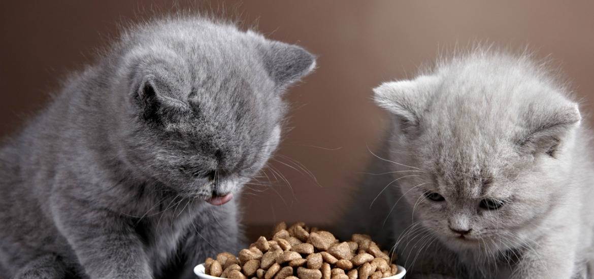 Британские котята: чем лучше кормить с детства — lapy-i-hvost