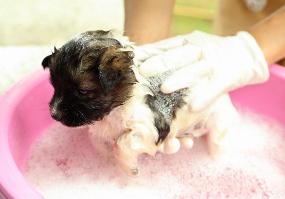 Когда можно купать щенка: с какого возраста можно мыть, правила и пошаговая инструкция