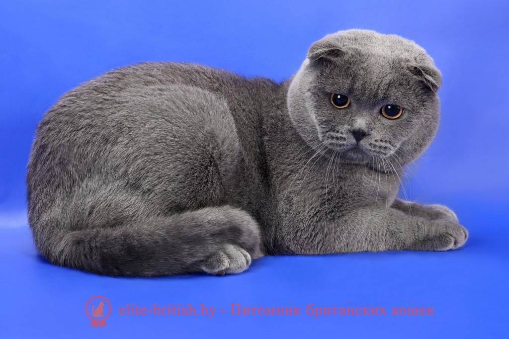 Описание шотландской вислоухой кошки с фото, особенности ухода, стоимость котят