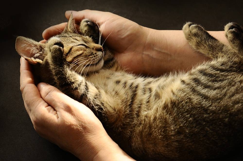 Почему кошки не любят, когда их берут на руки, и как это изменить