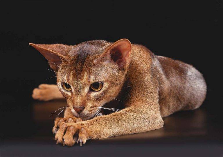 Абиссинская кошка: фото, описание породы и содержание