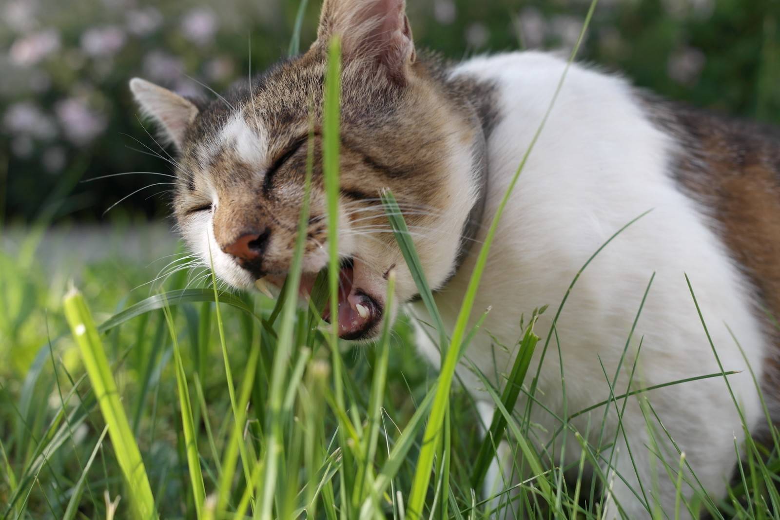 Трава для кошек – назначение и выращивание