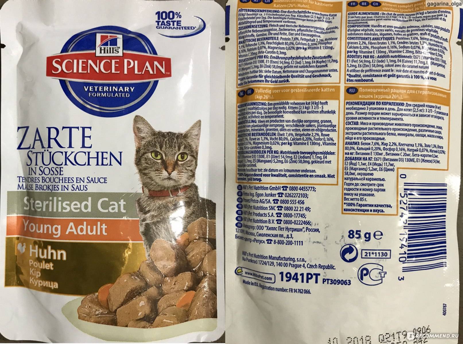 Корм для котят, какой корм лучше выбрать?