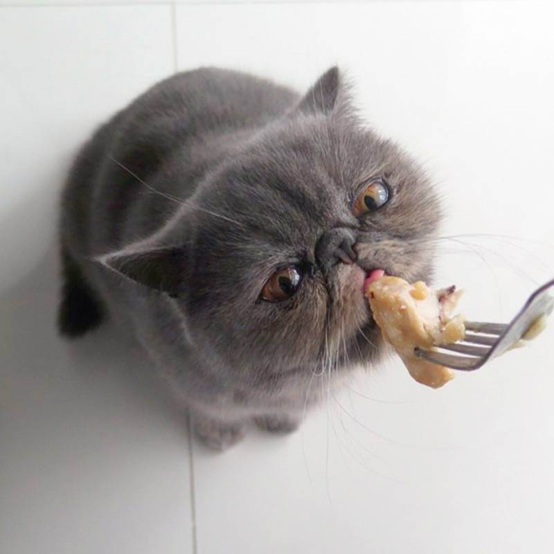 Рецепты натурального питания для кошек