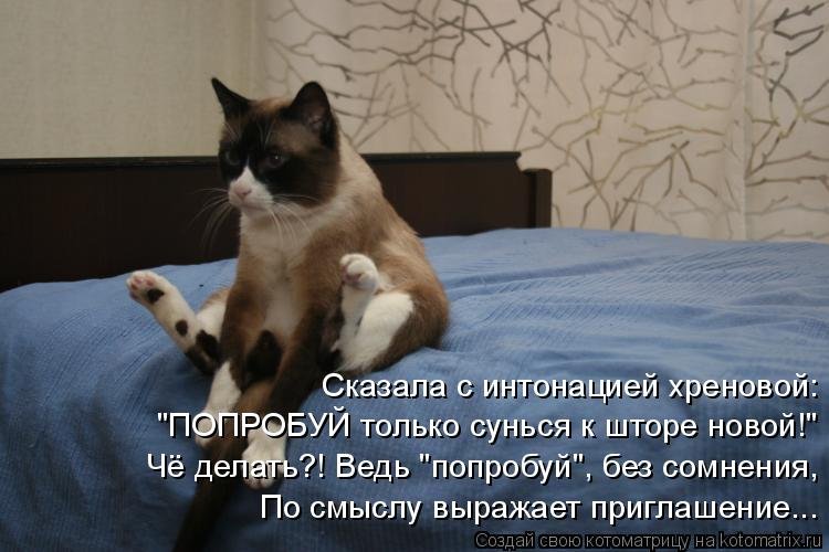 Почему кот гадит на кровать: приметы и суеверия