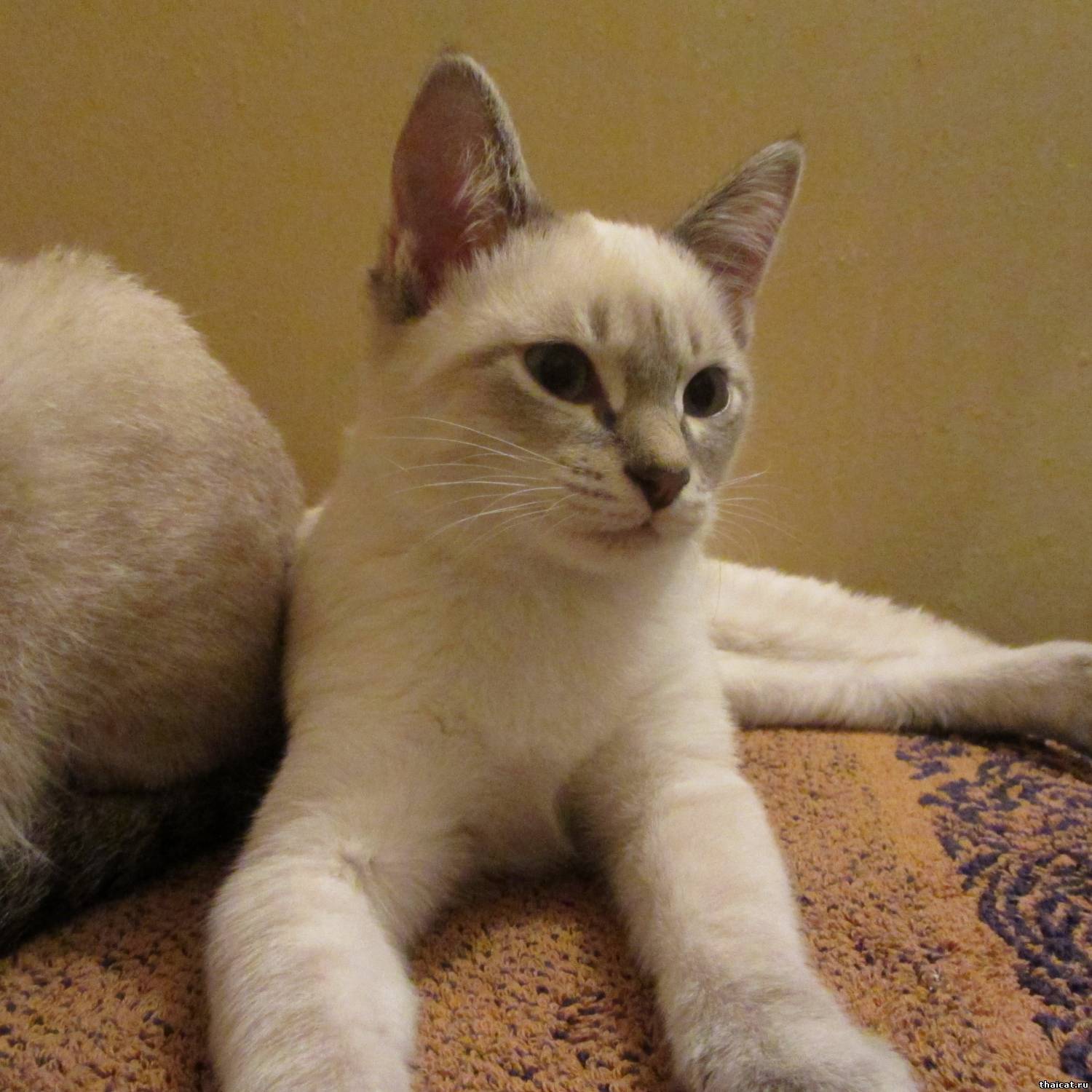 Колор-пойнт – популярная разновидность окраса британской, шотландской, персидской пород кошек