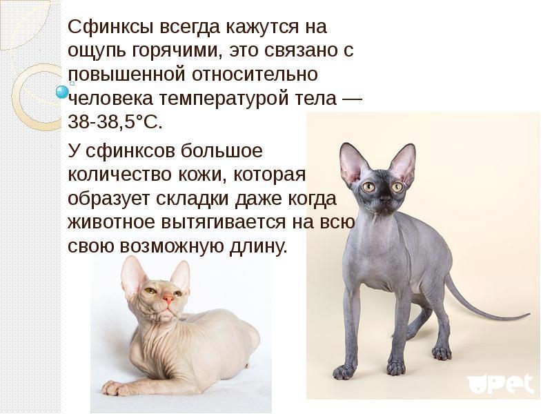 Канадский сфинкс: особенности породы, происхождение голых кошек, отзывы владельцев, вопросы ухода и содержания, породные заболевания