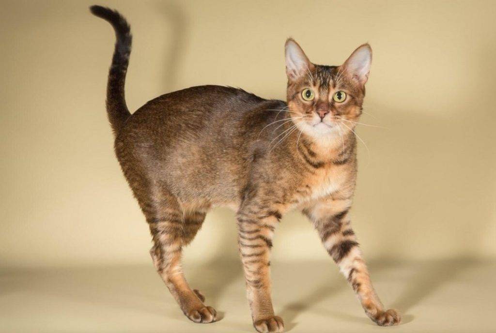 Кошка чаузи, фото и описание породы, характер и темперамент, питомник породистых котят