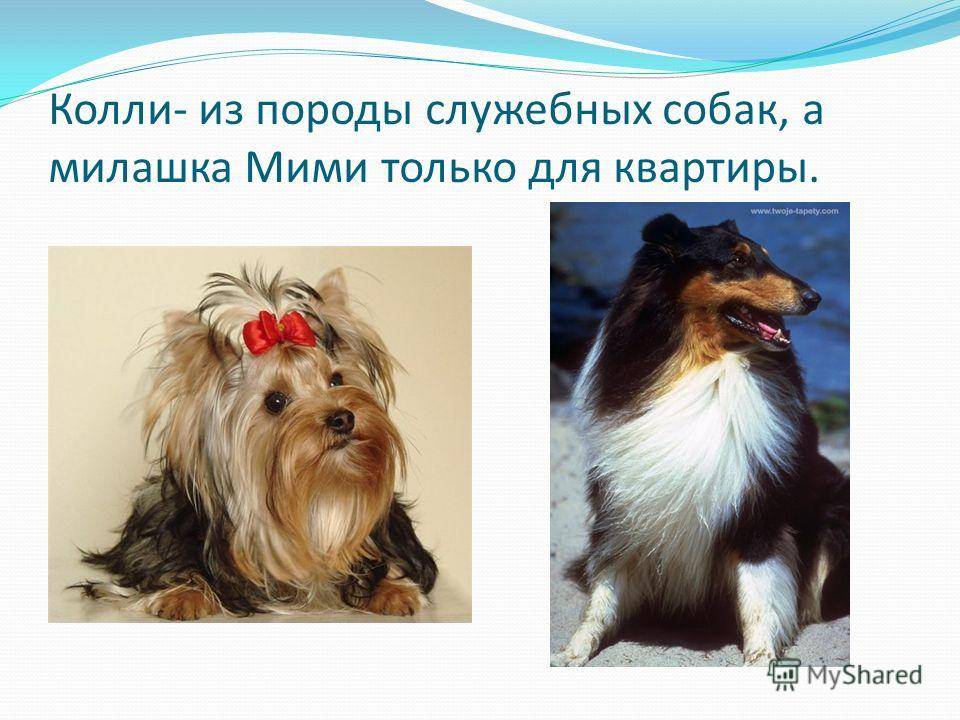 Виды собак. служебные, декоративные, охотничьи, ездовые. описание пород :: syl.ru