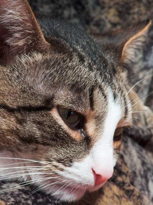 Простуда у кошек: как проявляется, и как её лечить. всё что нужно знать про простуды у кошек: симптомы, лечения.