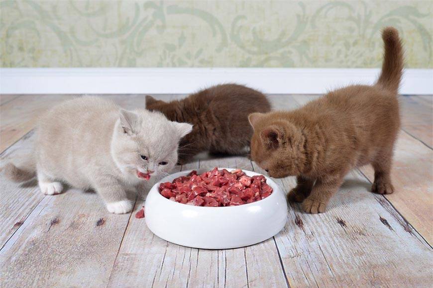 Чем кормить котёнка: формируем полноценный рацион