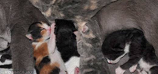 Беременность у кошек: о чем должен знать ответственный владелец