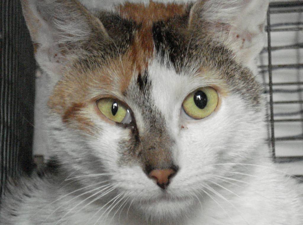 У кошки один зрачок узкий другой широкий, почему у кота расширенные зрачки?