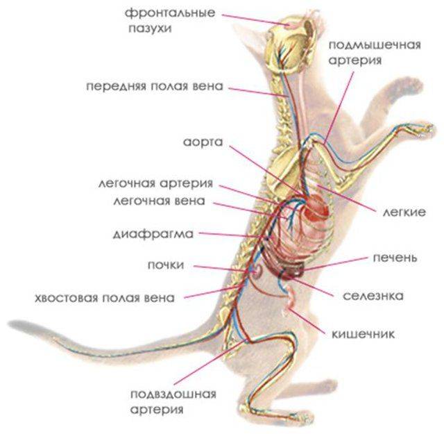 Анатомия кошки внутренние органы атлас