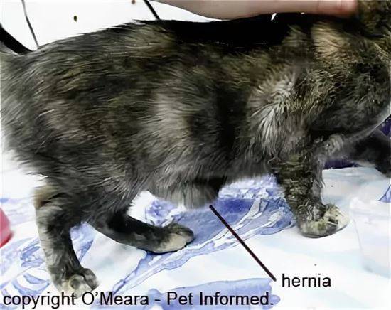 Асцит у кошек (водянка брюшной полости): симптомы и лечение