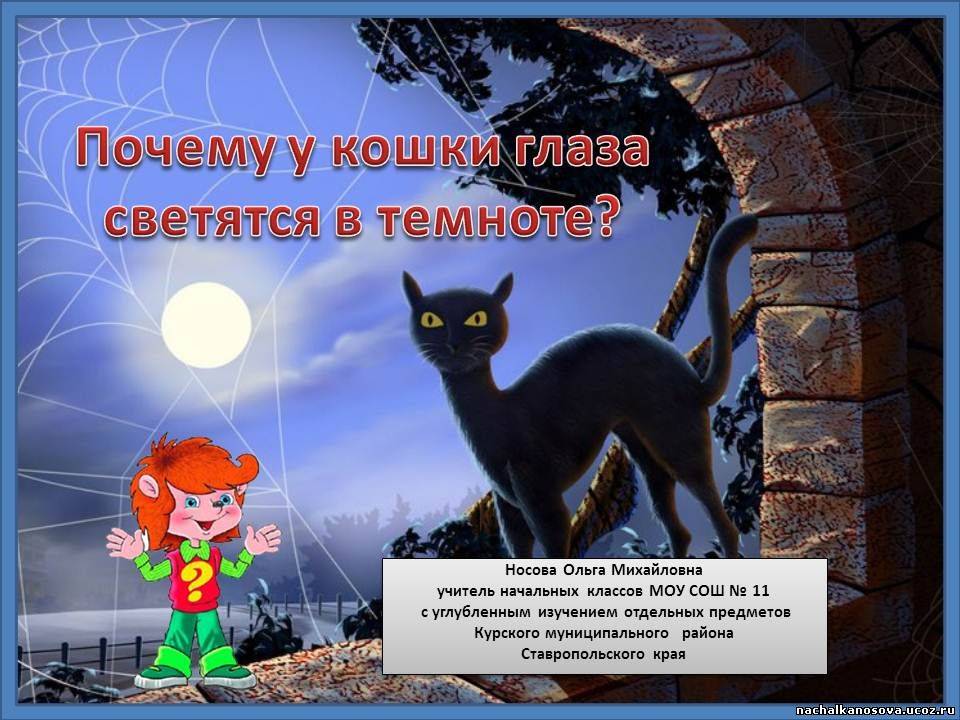 Проект почему у кошки светятся глаза