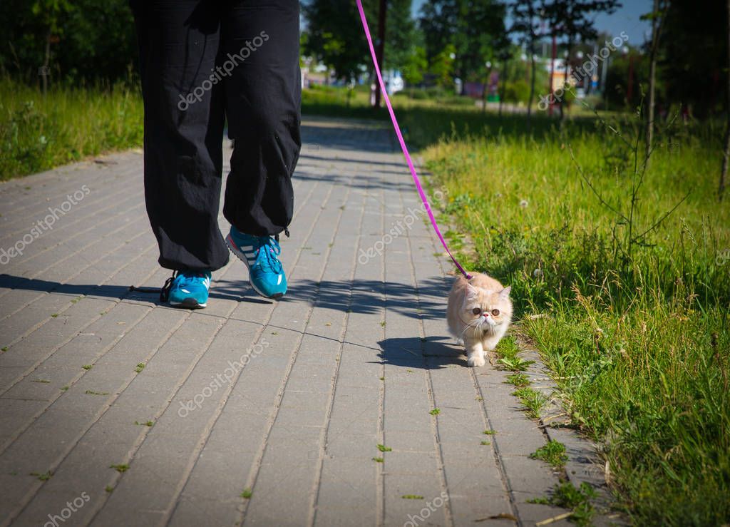 Как приучить кота или кошку к улице. полная инструкция с советами и правилами. прогулка с кошкой: что нужно знать