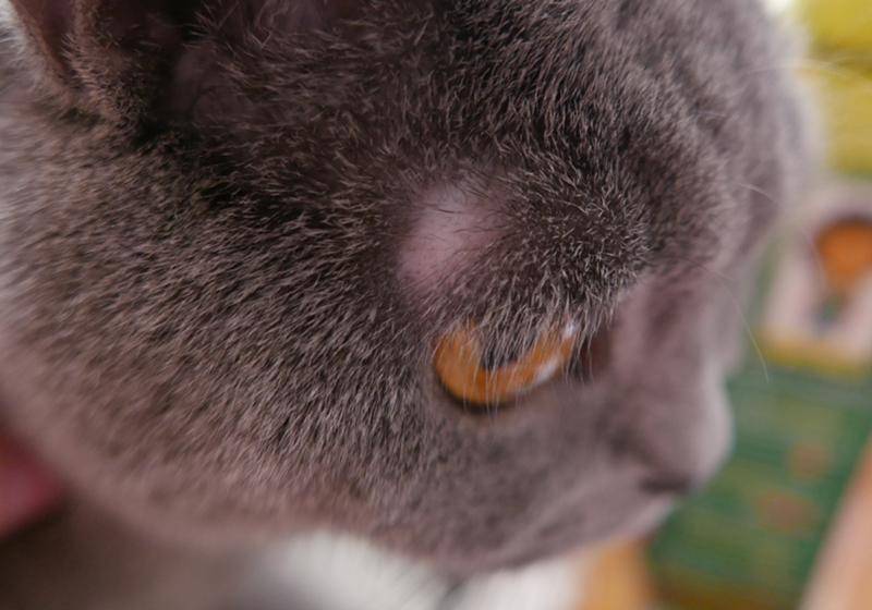 Из-за чего у кошек на носу появляются шишки?