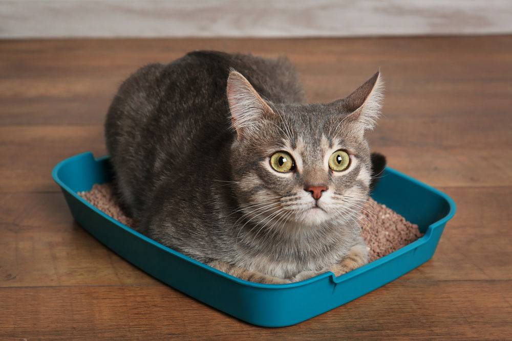 Как правильно кормить кошку влажным кормом: советы ветеринара