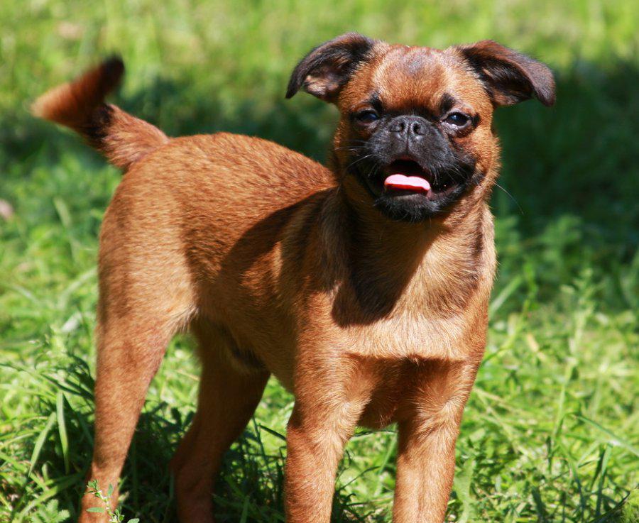 Пти брабансон (грифон): описание породы и характер собаки, содержание и уход