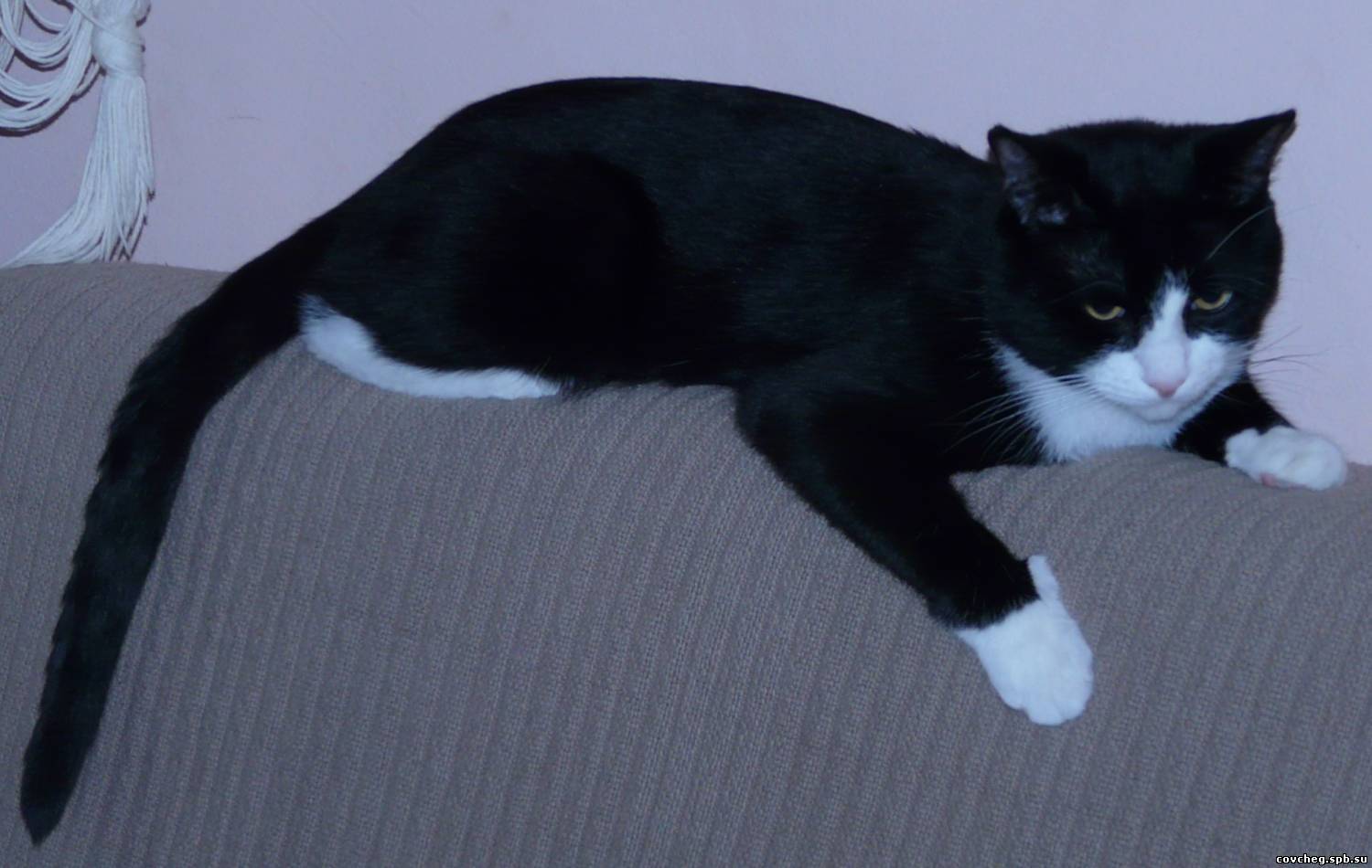 Чёрно-белый кот