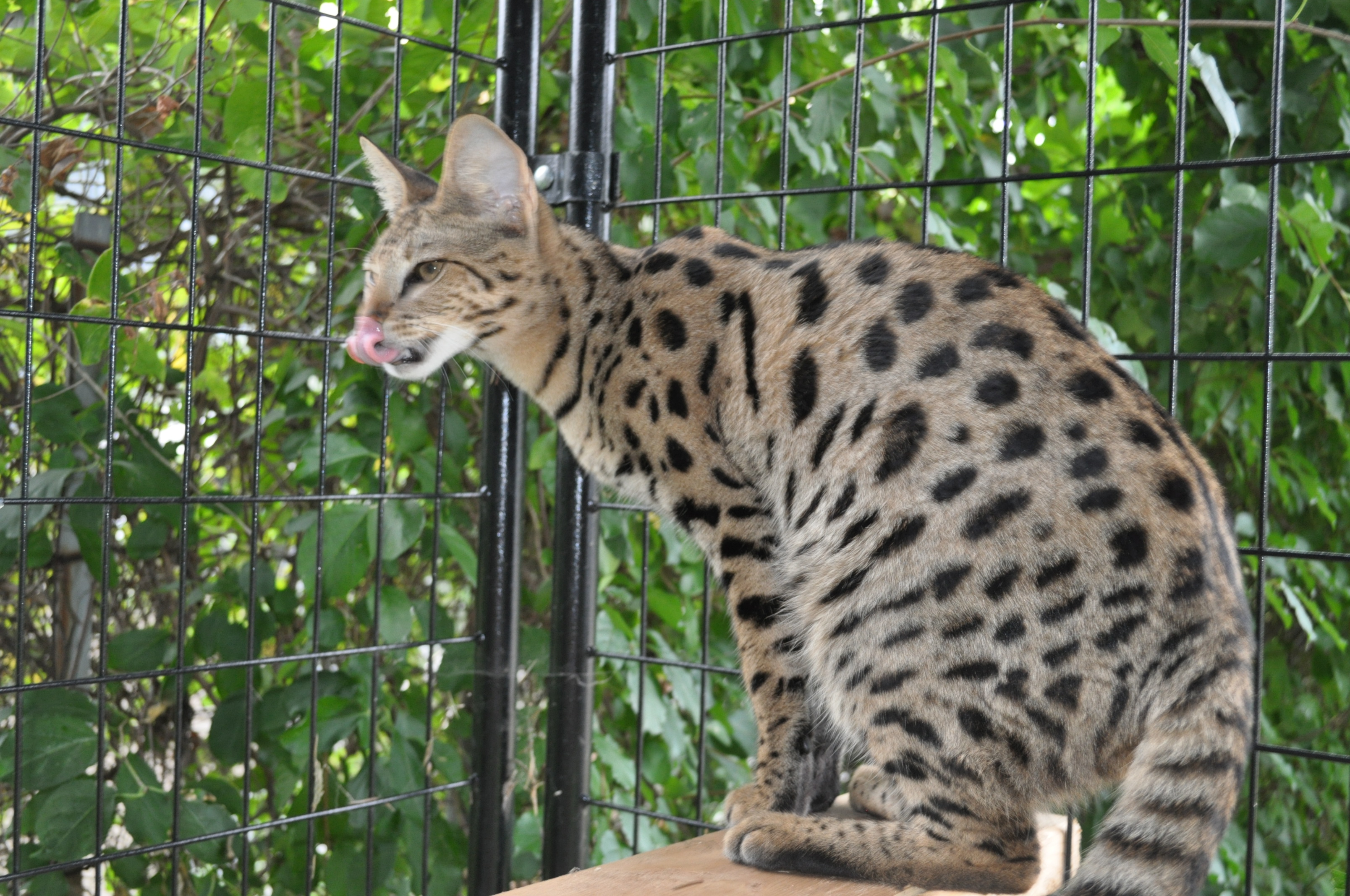 Азиатская леопардовая кошка: описание, особенности, виды окраса