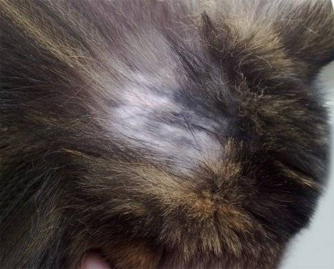 Если у кота клоками выпадает шерсть и болячки на коже — что делать?