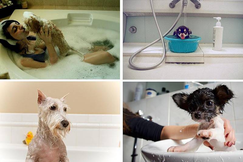 Как правильно помыть собаку?