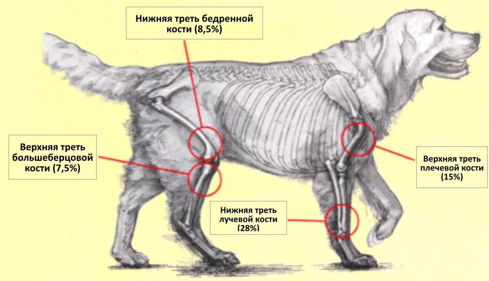 у щенка твердый стул