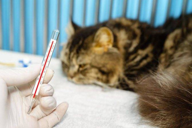 Низкая температура у кошки - симптомы, лечение, препараты, причины появления | наши лучшие друзья