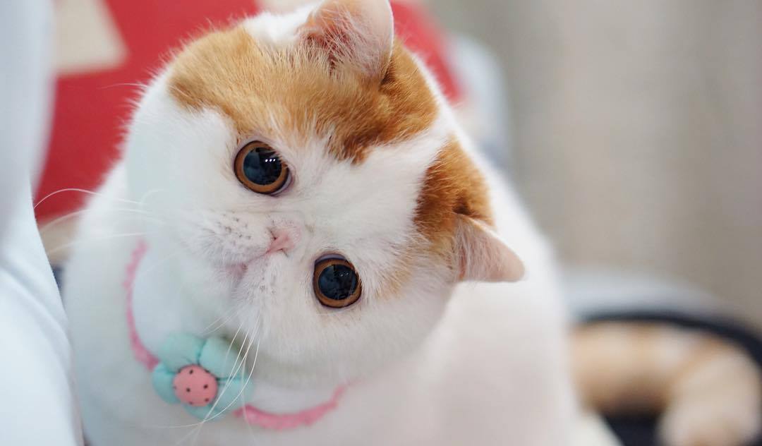 Самые милые породы кошек - топ 20