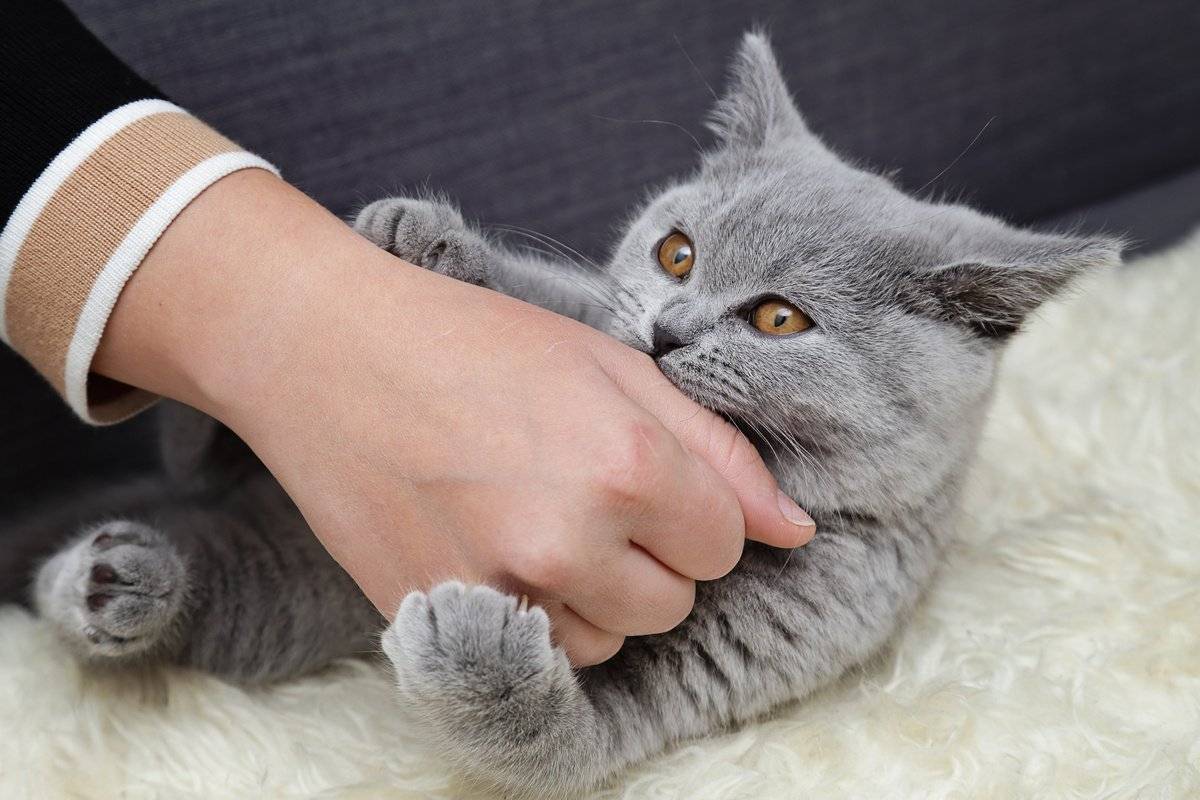 Как приручить кошку и приучить дикого котенка к рукам и ласке