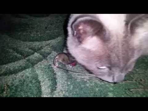 Декоративные кошки ловят мышей?