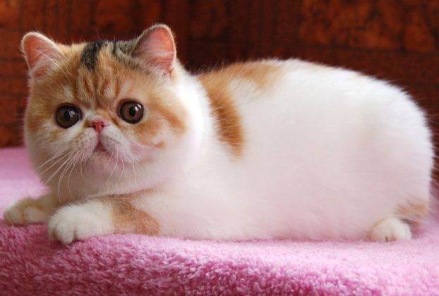 Экзотическая кошка – что это за порода и чем отличается от персов?