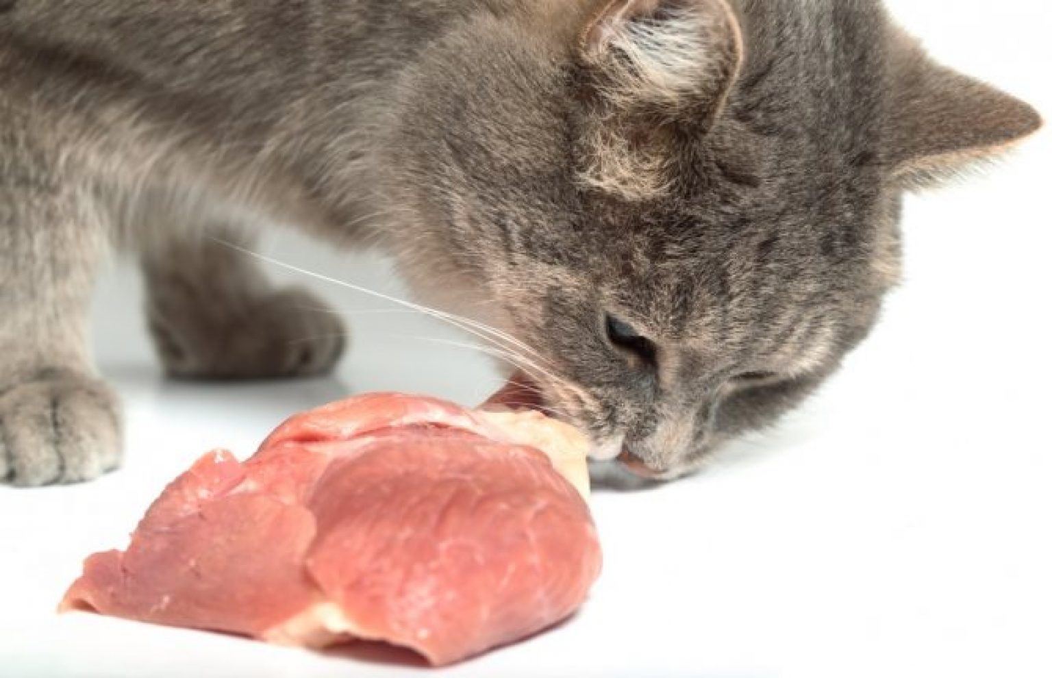 Можно котам давать сырое мясо. Кошка кушает. Кот ест.