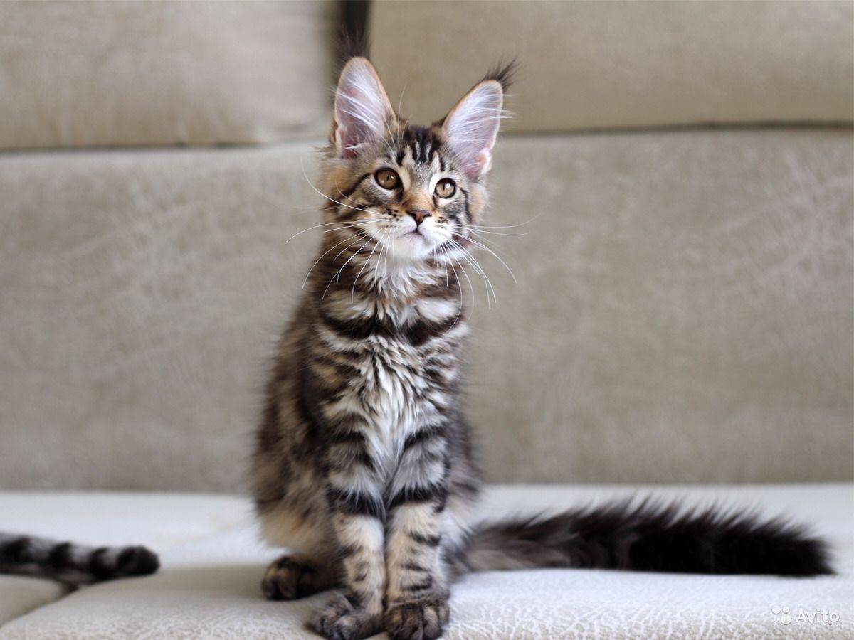 Мейн-кун: фото, описание породы, характер, отзывы и цены на котят