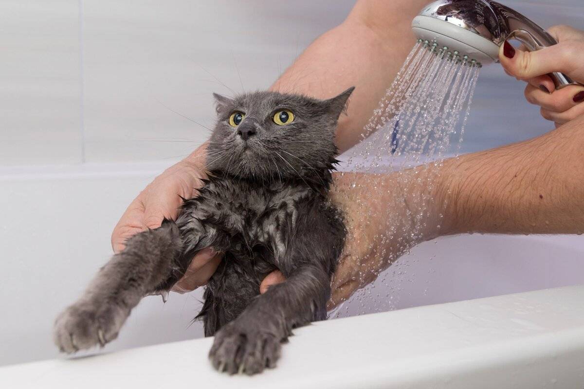 Как часто можно купать кошек и котов | сколько раз мыть
