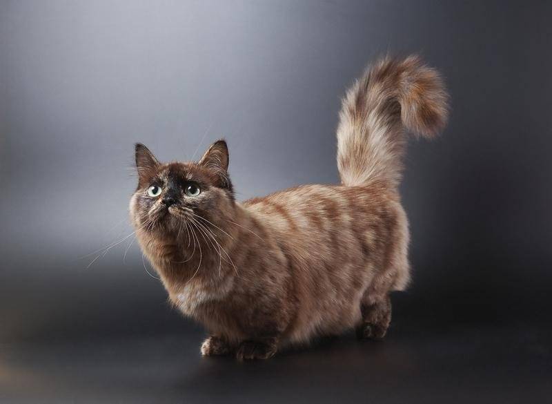Манчкин: описание породы кошек с короткими лапами