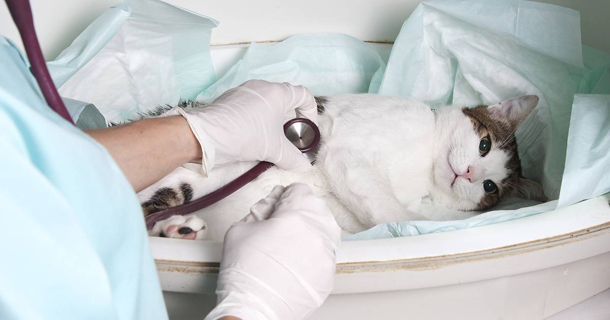 Кошкотерапия: кошка лечит человека
