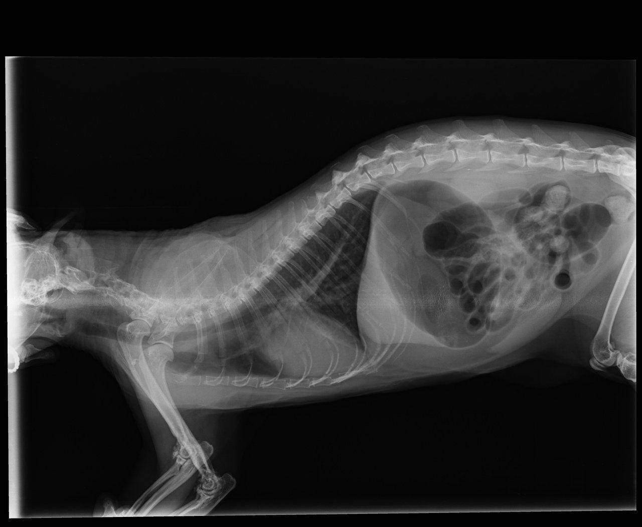 Остеохондродисплазия шотландских вислоухих кошек: сколько живут животные с этим заболеванием?