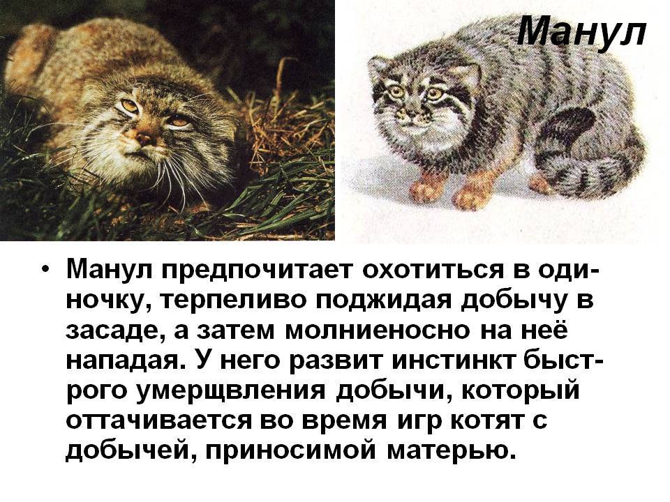 Мраморная дикая кошка: описание, характер, среда обитания и образ жизни, фото