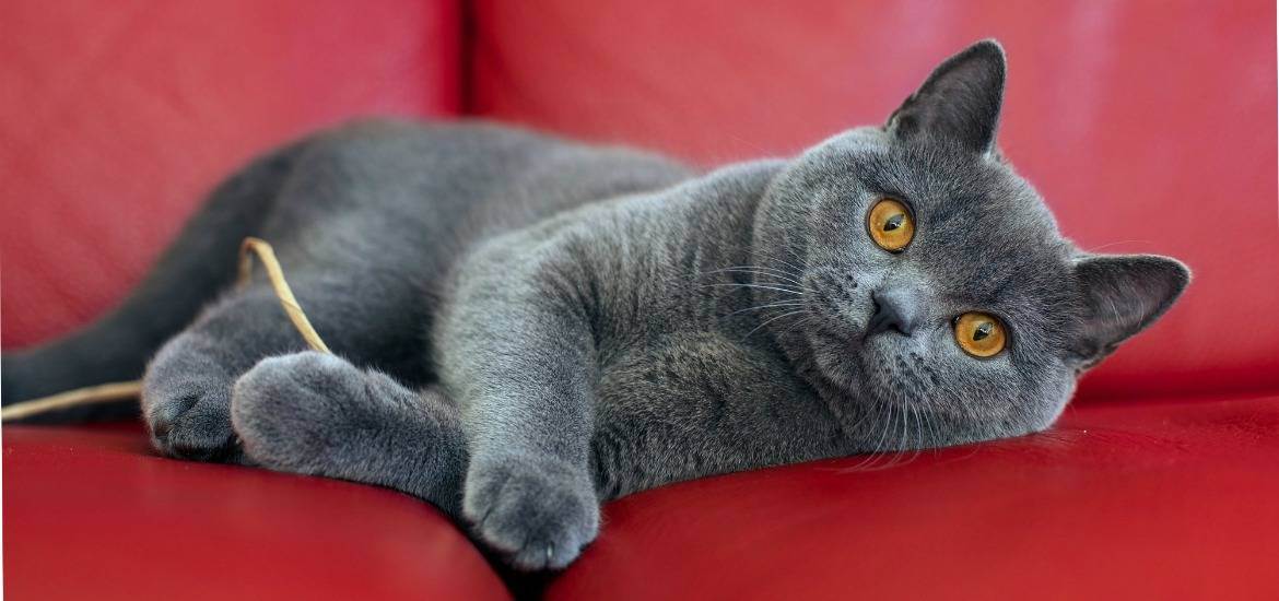 Кошки британской породы: характеристика, окрас, описание стандарта