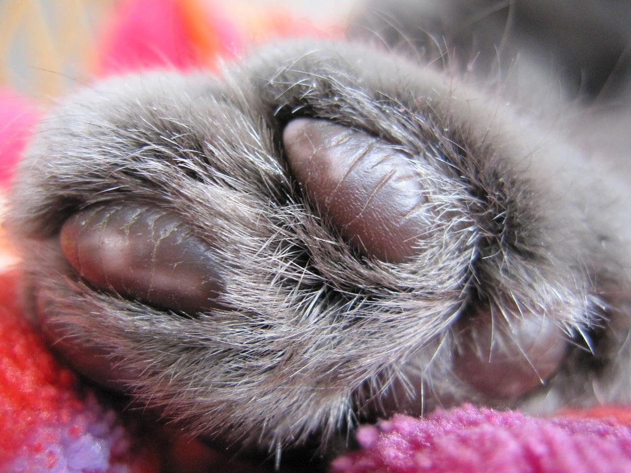 5 причин наростов на подушечках лап у кошек - как лечить