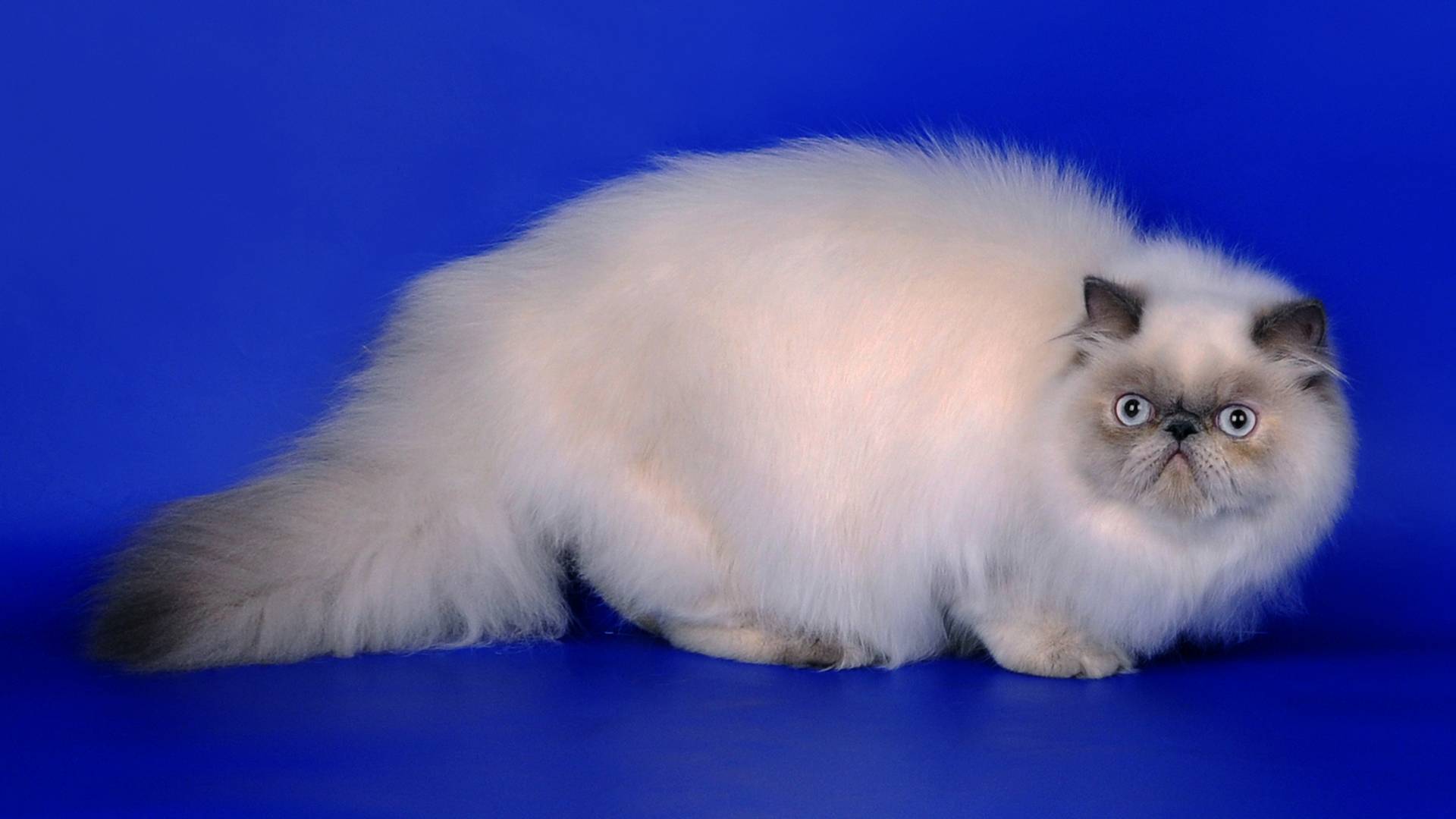 Гималайские кошки (42 фото): описание сиамско-персидской породы котов, особенности характера и окраса