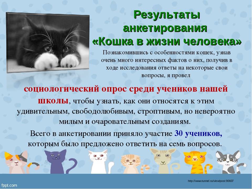 Особенности кошек и их роль в жизни человека | статья в журнале «юный ученый»